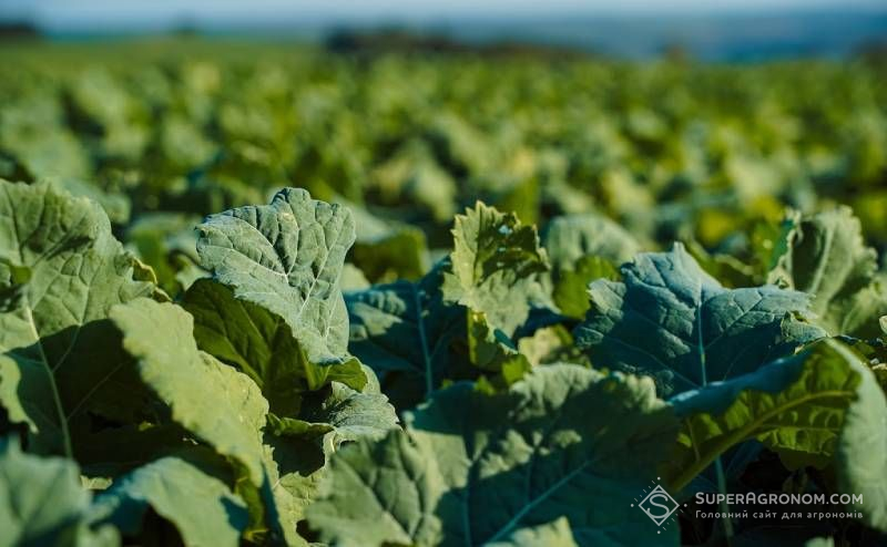 Ви зараз переглядаєте Ріпак і винос калію із ґрунту — фахівці пояснили особливості потреби культур у цьому елементі