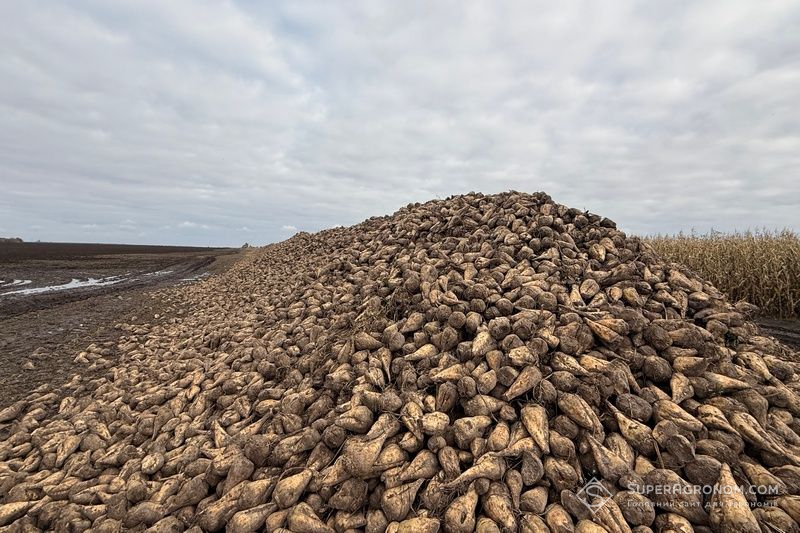 Ви зараз переглядаєте Середньопізні строки збирання не погіршують якість цукрового буряка, якщо гібриди підібрані правильно — думка