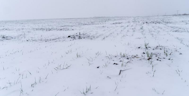Сніжна погода позитивно вплине на майбутній врожай — синоптикиня