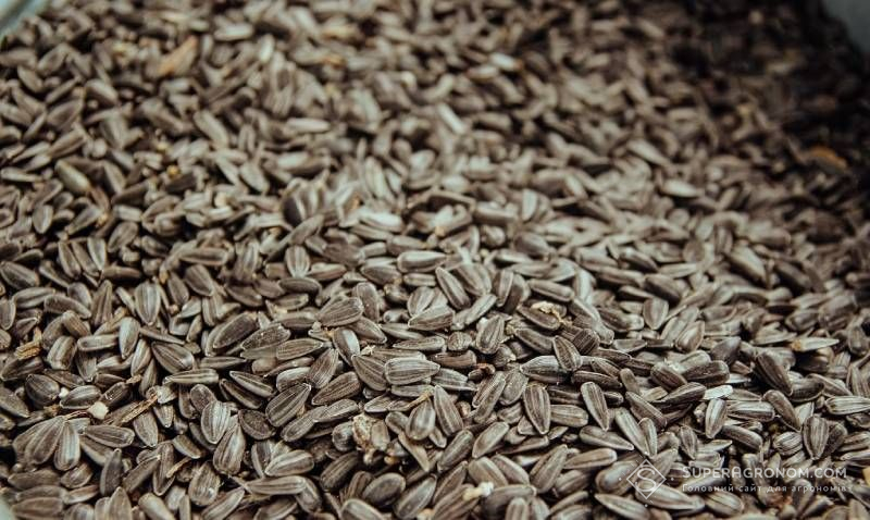 Ви зараз переглядаєте Соняшник в Україні дешевшає, але прогнозується відновленні цін у лютому-березні