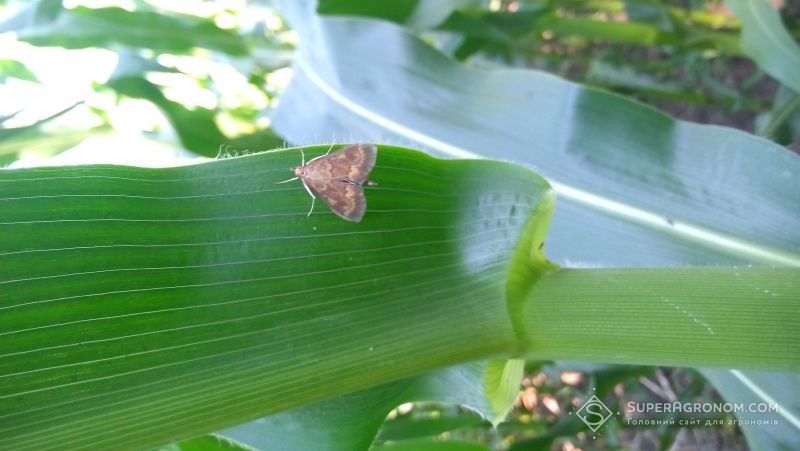 Ви зараз переглядаєте Стебловий метелик буде основною загрозою для кукурудзи у сезоні-2026