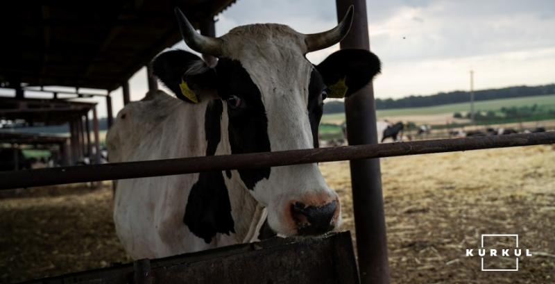 Україна відкрила три нові напрями експорту великої рогатої худоби до Алжиру