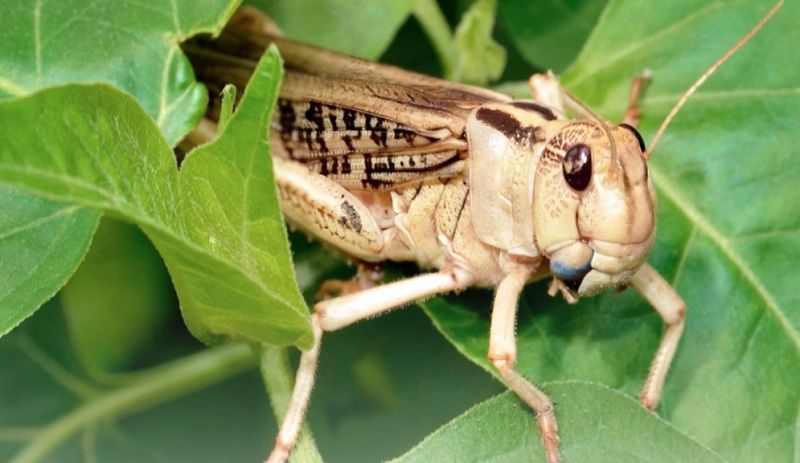 Ви зараз переглядаєте Управління вмістом азоту в рослинах може пригнічувати мігруючих шкідників, зокрема сарану