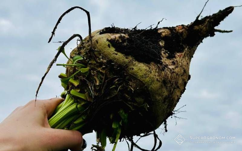 Ви зараз переглядаєте Урожайність цукрового буряку в 2025 на Тернопільщині найвища за останні 10 років — 70,32 т/га