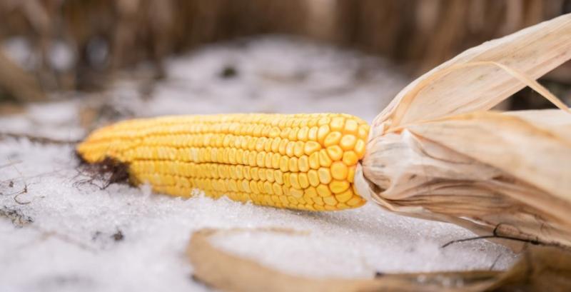 В Україні продовжується збір кукурудзи — за тиждень намолочено 200 тисяч т В Україні продовжується збір кукурудзи — за тиждень намолочено 200 тисяч т