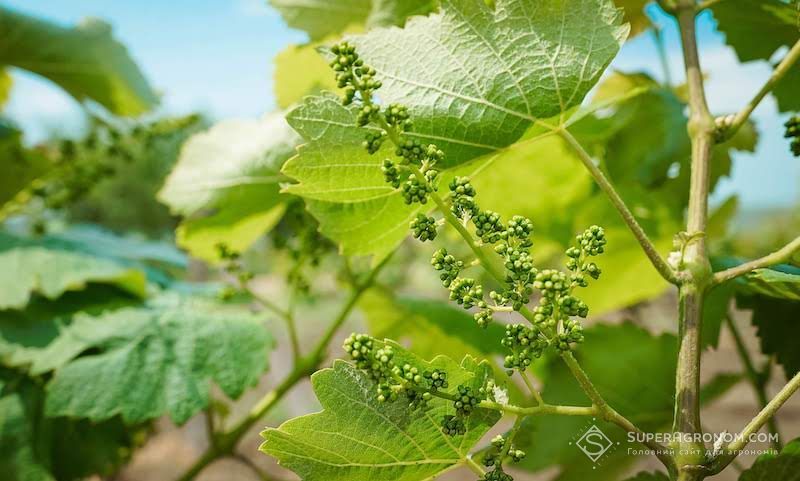 Ви зараз переглядаєте В Україні значно скорочуються площі під виноградниками