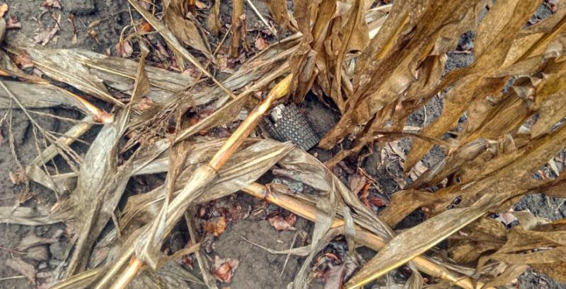 Виробники з прифронтових регіонів зможуть отримати компенсацію за пошкоджені посіви