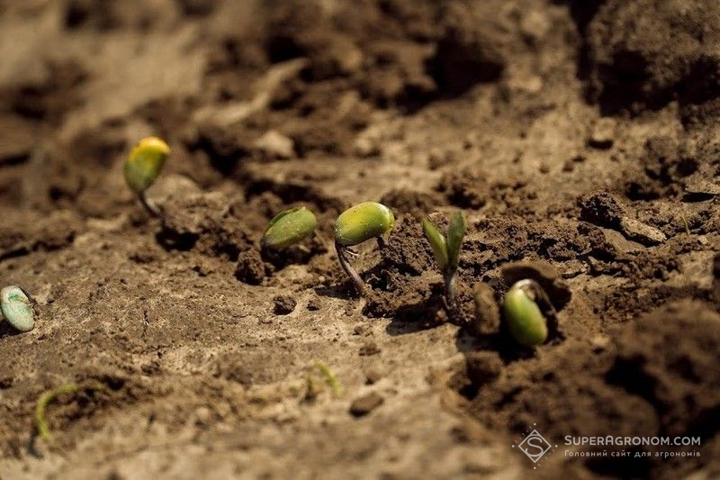 Ви зараз переглядаєте Висока врожайність раннього посіву сої можлива лише на високоврожайних полях — дослідження