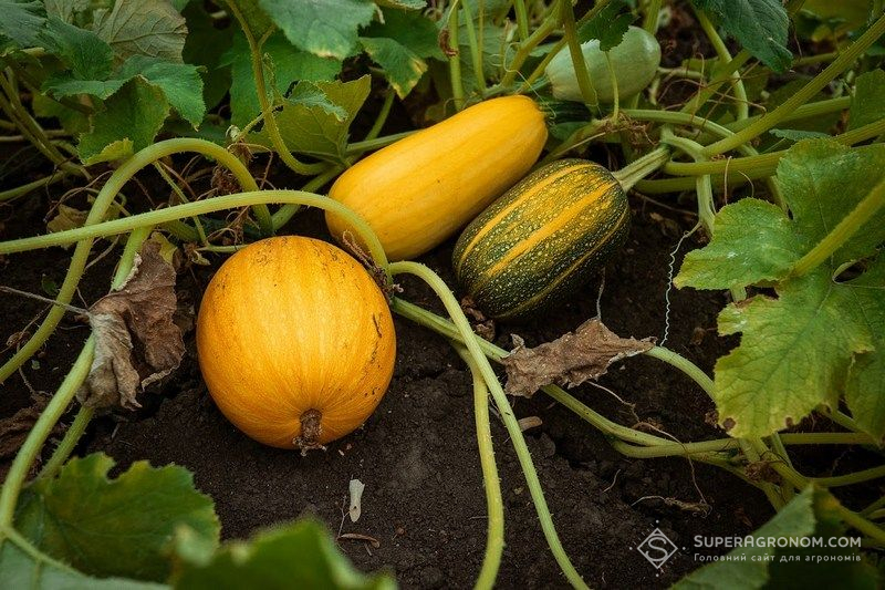 Ви зараз переглядаєте ЄС залишається ключовим ринком збуту української органічної продукції