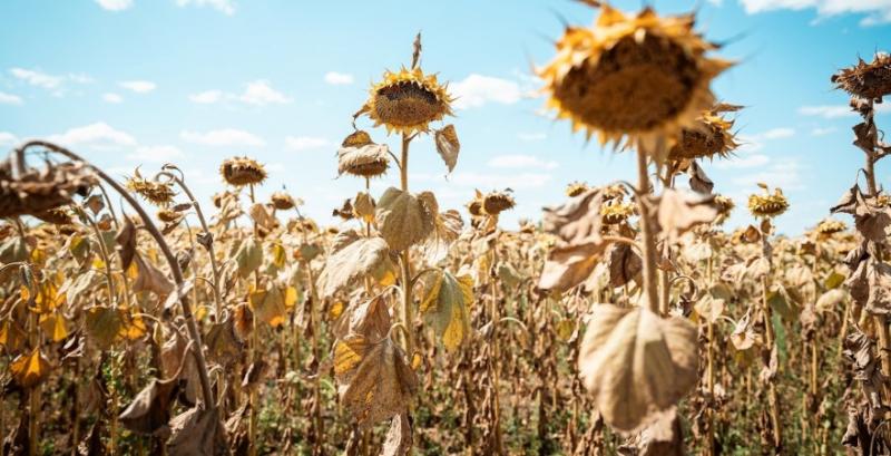 За тиждень соняшник подорожчав на $30-40/т 