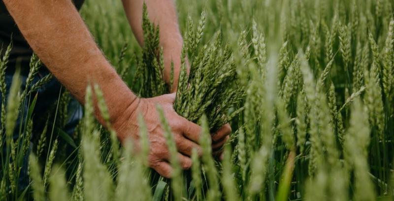 Зеленський присвоїв трьом аграріям звання Заслуженого працівника сільського господарства