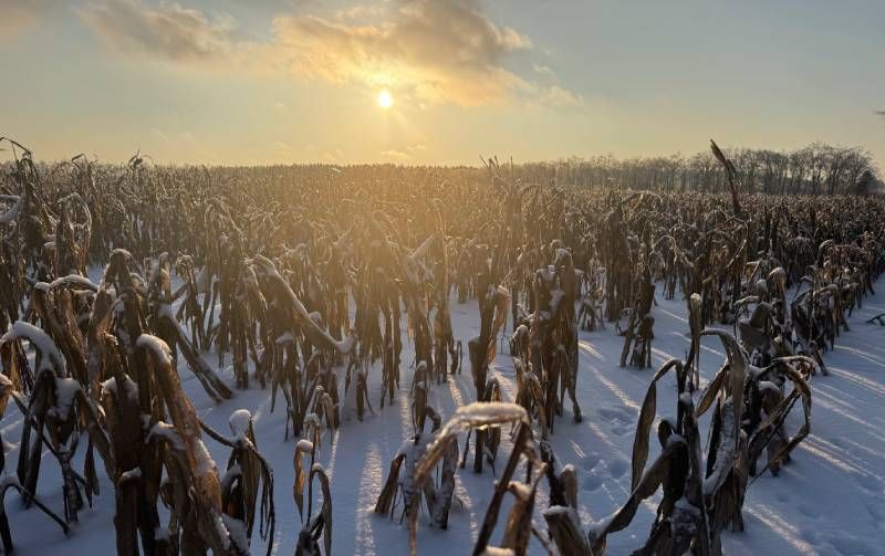 Ви зараз переглядаєте Зимове збирання кукурудзи тривало в ряді областей: найбільше площ кукурудзи під снігом лишається на Харківщині