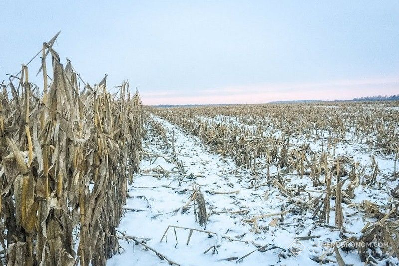 Ви зараз переглядаєте Зимові жнива: в Україні продовжують збирати врожай пізніх культур