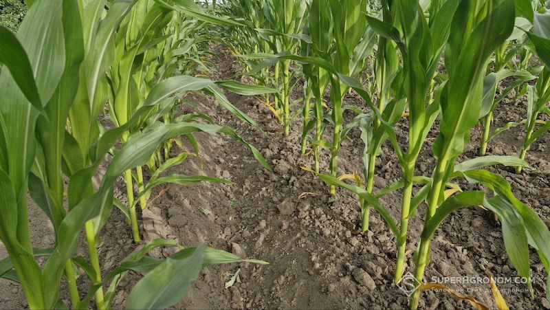 Ви зараз переглядаєте Зміни клімату вимагають нового підходу до захисту кукурудзи