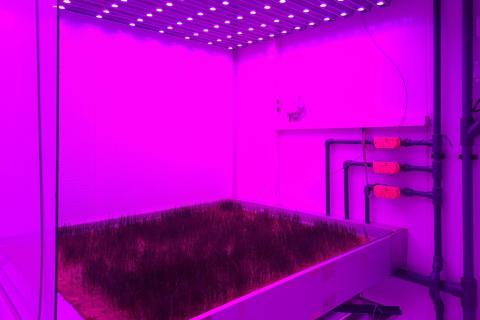 Ви зараз переглядаєте Вирощування трави для корів у вертикальній фермі: новий підхід у Нідерландах