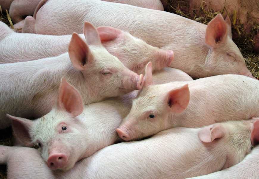 Ви зараз переглядаєте KSG Agro на одному з своїх свинокомплексів ввів в експлуатацію когенераційну установку