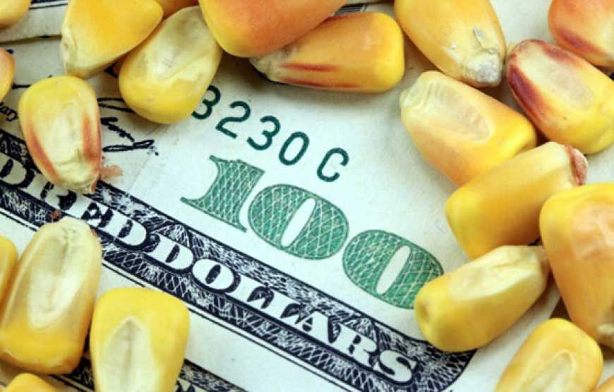 Ви зараз переглядаєте У сезоні 2025/26 експорт кукурудзи з України перевищив 9 млн тонн