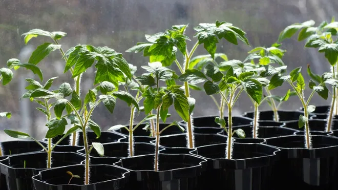 Ви зараз переглядаєте Урожай буде рекордним: коли краще сіяти томати у 2026 році