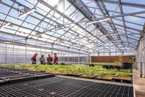 Ви зараз переглядаєте Texas A&M AgriLife модернізує теплиці для підтримки інноваційних досліджень рослин