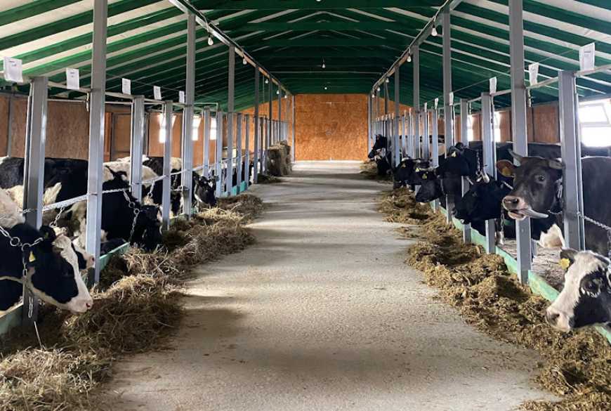 Ви зараз переглядаєте Тваринницький комплекс на 4 тис. голів ВРХ планують побудувати на Волині