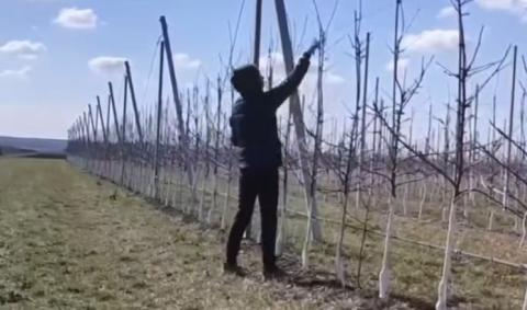 Ви зараз переглядаєте Одеське господарство заклало сад італійськими саджанцями груші