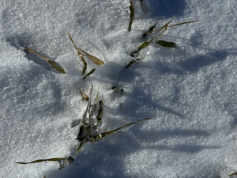 На Полтавщині аграрії занепокоєні станом озимих через глибоке промерзання ґрунту1