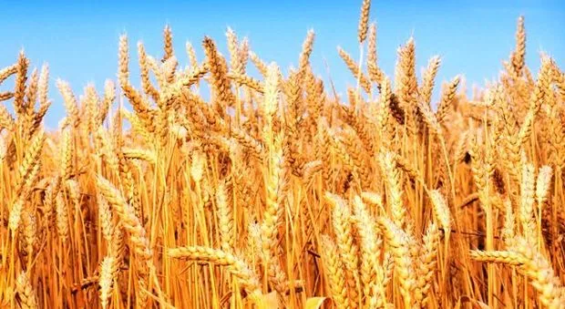 Ви зараз переглядаєте Врожай пшениці у світі цього року значно скоротиться
