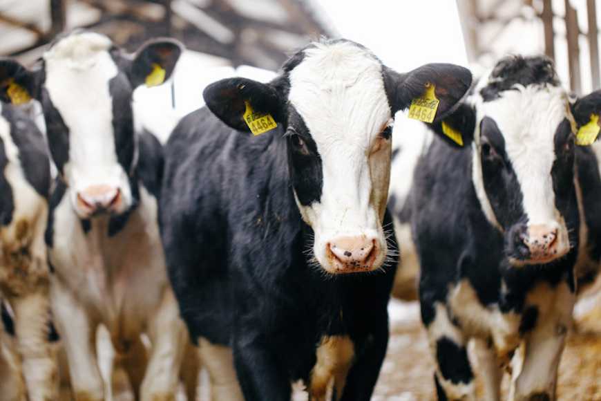 Ви зараз переглядаєте На тлі посилення обстрілів портової інфраструктури Україна скоротила експорт живої ВРХ