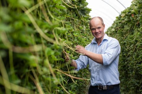 Ви зараз переглядаєте Генетичні переваги полуниць UC Davis: висока врожайність та стійкість до хвороб