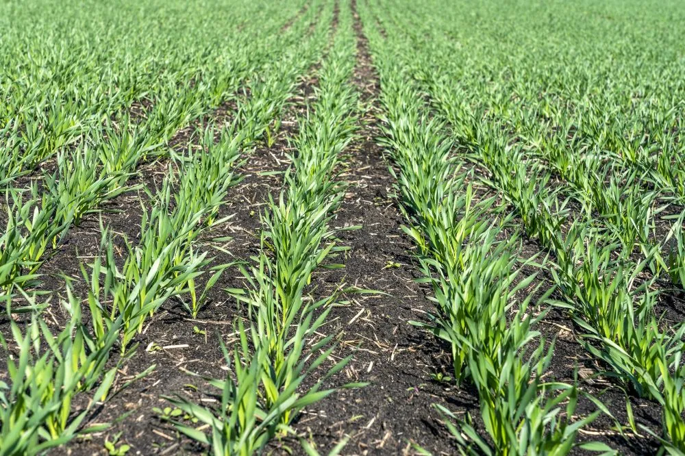 Ви зараз переглядаєте Аграрії України в 2026 р можуть скоротити посівні площі пшениці на 5%