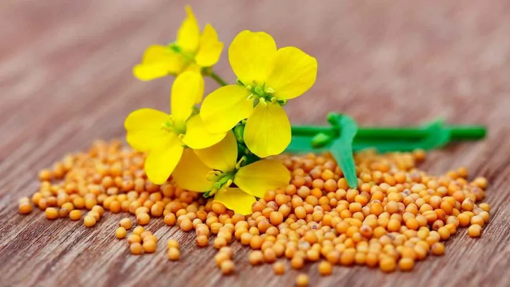 Ви зараз переглядаєте Україна наростила переробку сої та ріпаку після запровадження експортного мита