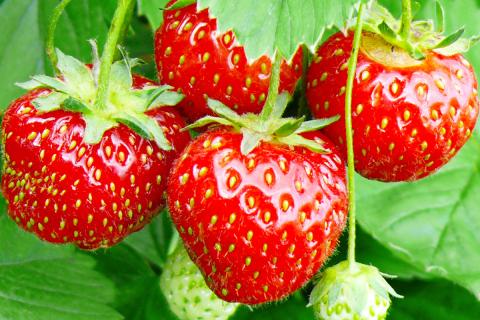 Ви зараз переглядаєте Узбецький фермер підвищує врожайність полуниці завдяки новим методам вирощування