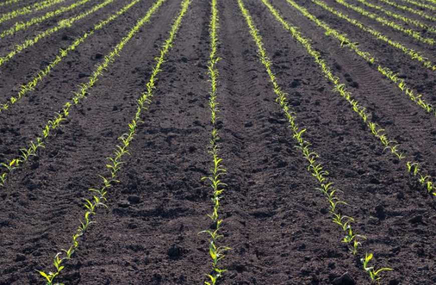 Ви зараз переглядаєте Базовий гербіцидний захист кукурудзи