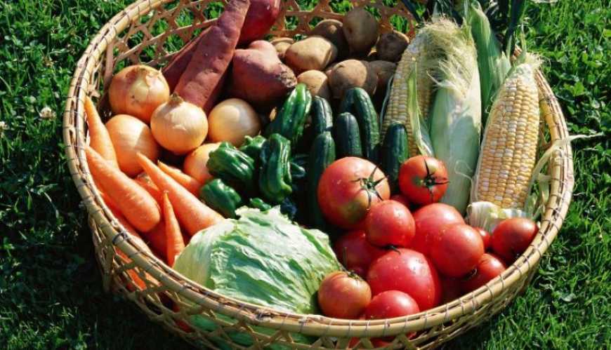 Ви зараз переглядаєте Торік в Україні ринок насіння овочів перевищив довоєнний рівень