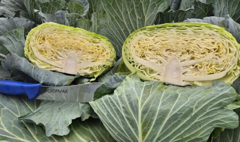 Ви зараз переглядаєте Нідерландська компанія представила гібрид плескатої капусти
