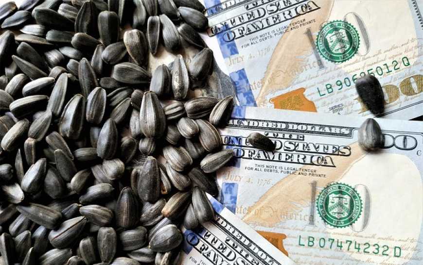 Ви зараз переглядаєте Ринок соняшнику: зупинка заводів та зниження цін на соняшникову олію посилює тиск на ціни в Україні