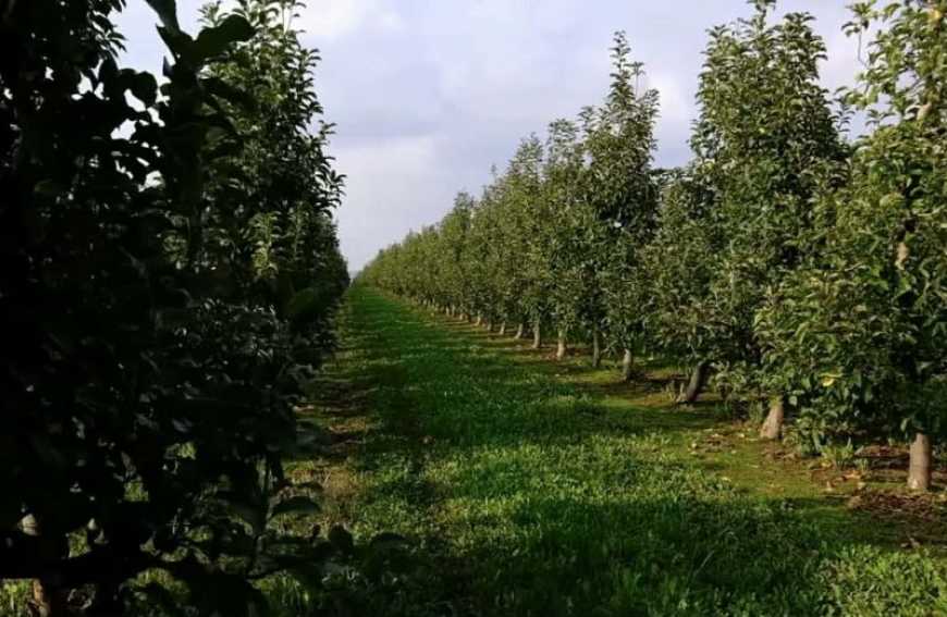 Ви зараз переглядаєте Через брак робочих рук на Буковині вирубують яблуневий сад