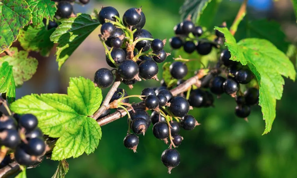 Ви зараз переглядаєте Яким простим добривом підживити кущі смородини у лютому