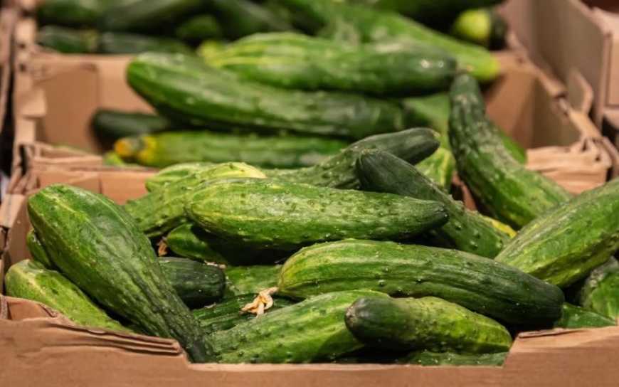 Ви зараз переглядаєте Ціни на огірки в Україні знижуються через низький попит