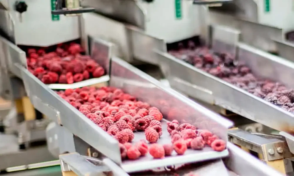 Ви зараз переглядаєте Новий цех заморозки ягід запрацював на Львівщині