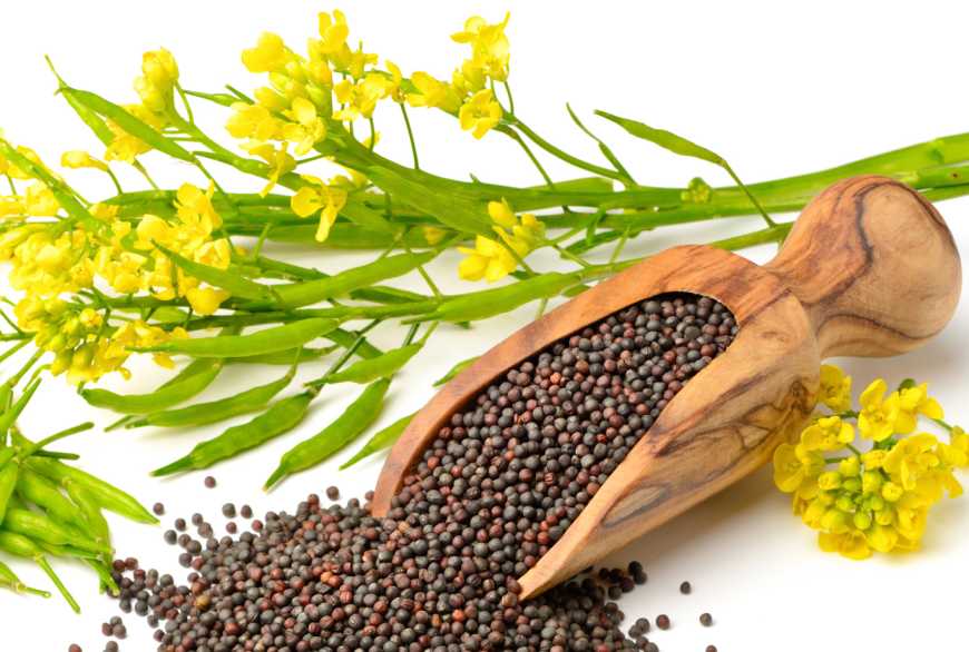 Ви зараз переглядаєте Ринок ріпаку: закупівельні ціни в Україні за тиждень виросли на 5 $/т