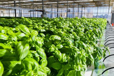 Ви зараз переглядаєте Гідропонічна система YieldX від NASA розширює комерційне застосування в Австралії та Індії