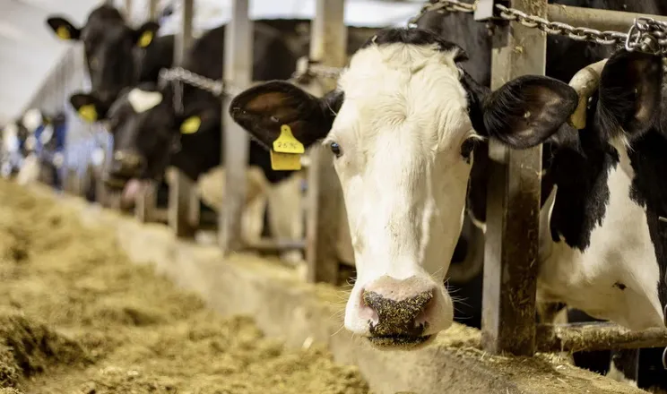 Ви зараз переглядаєте В Україні скоротилося поголів’я ВРХ