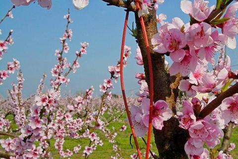 Ви зараз переглядаєте Феромони в агровиробництві: важливість правильного часу застосування