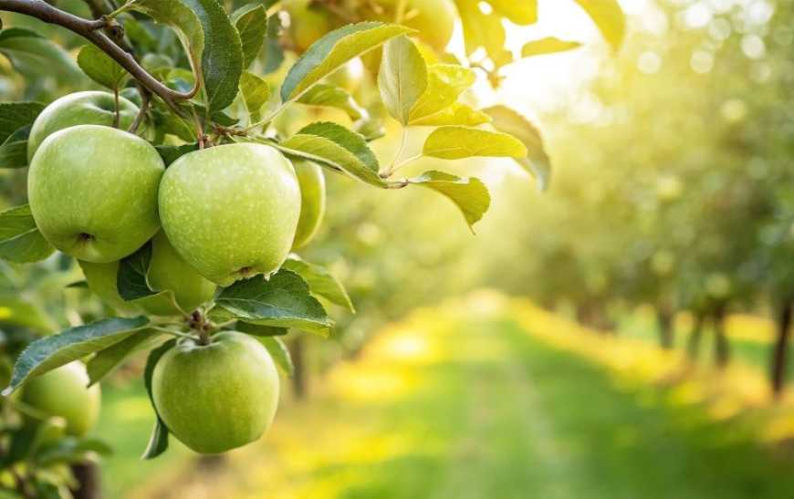 Ви зараз переглядаєте Українські садівники відмовляються від грантів