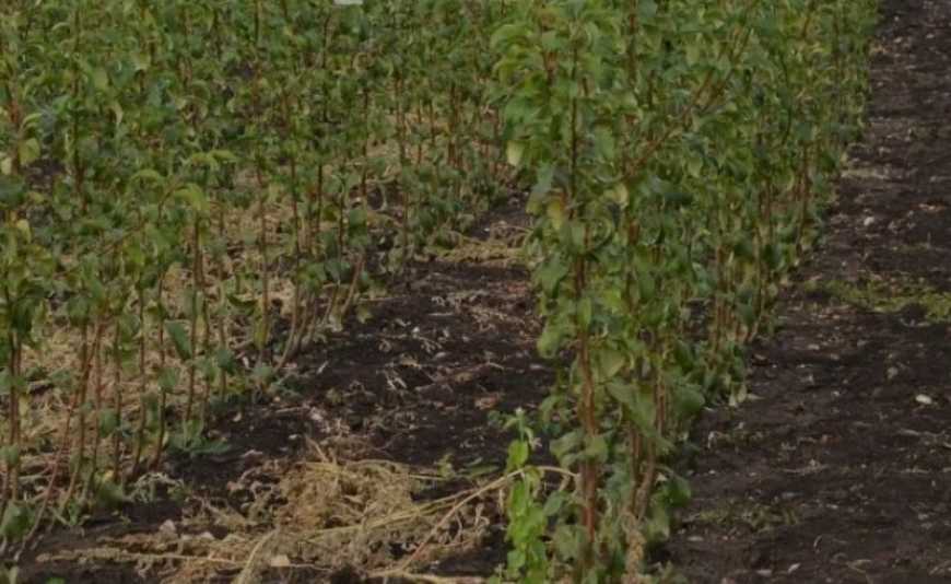Ви зараз переглядаєте На Одещині господарство заклало сад італійськими саджанцями груші