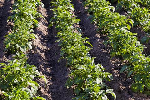 Ви зараз переглядаєте Японія посилить захист селекціонерів рослин для запобігання витоку сортів