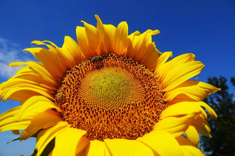 Ви зараз переглядаєте В Україні значно подорожчав соняшник: озвучено причини