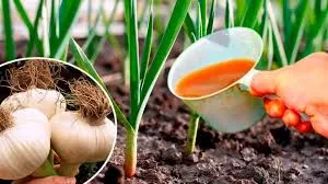 Ви зараз переглядаєте Чим в першу чергу підживити часник навесні