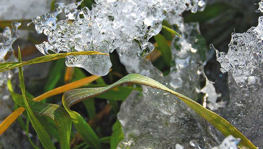 Ви зараз переглядаєте В Україні, через підтоплення полів та морози, під загрозою опинився озимий ячмінь